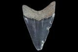 Serrated, Juvenile Megalodon Tooth - Georgia #91126-1